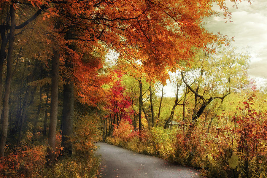Autumn Passage Photograph by Jessica Jenney
