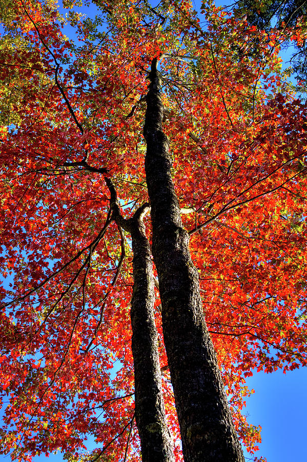 Autumn Reds #2 Photograph by David Patterson