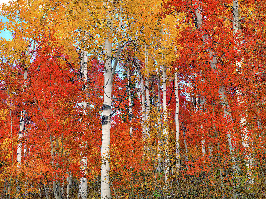 Autumn Tones Photograph by Leland D Howard