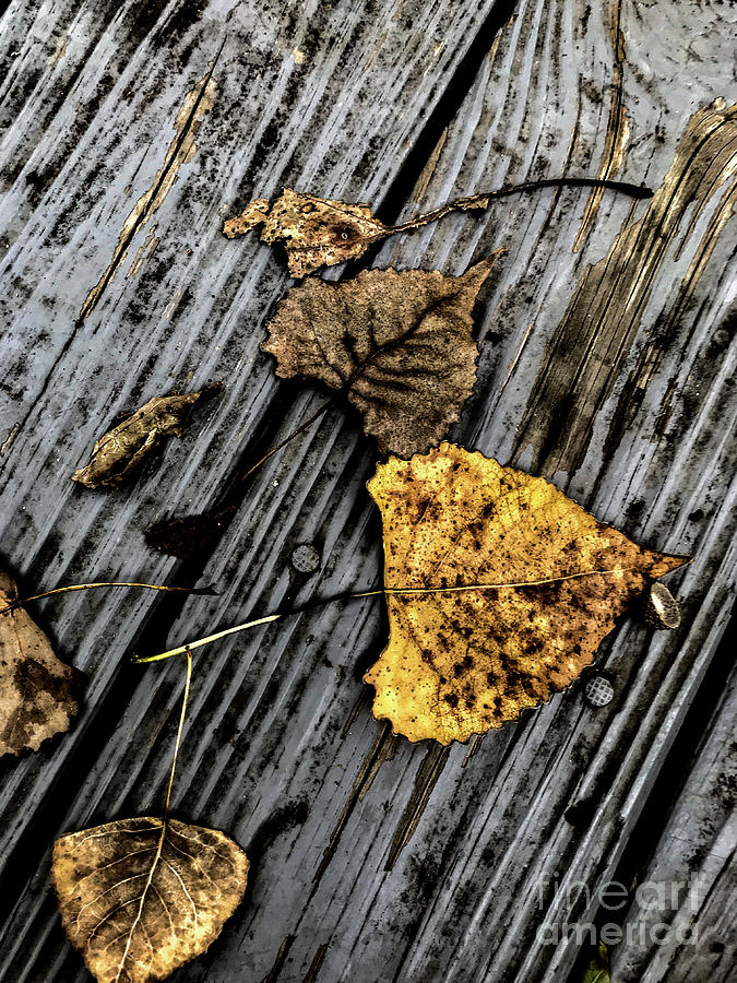 Autumn #2 Photograph by William Norton