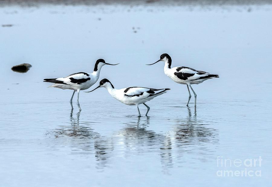 Avocets #2 Photograph by Bob Gibbons/science Photo Library