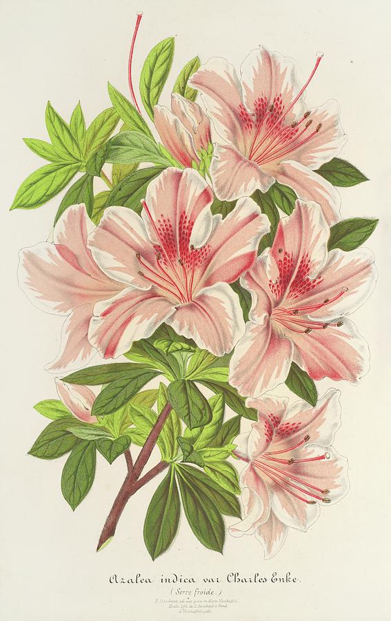 Vintage Painting - Azalea Indica by Charles Antoine Lemaire