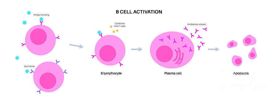 B Cell Activation Photograph By Pikovit / Science Photo Library - Fine ...