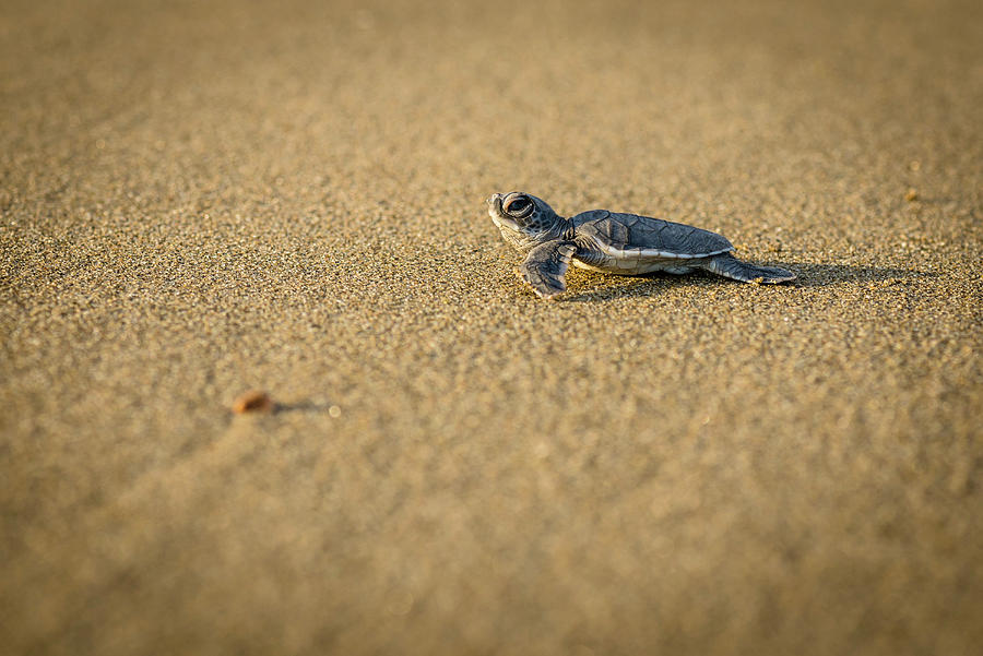 Baby Green Turtle A Green Turtle At The Beach - Indonesia, Java ...