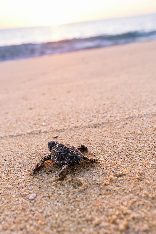 Baby Turtle, Baja California Sur, Mexico #2 Digital Art by Giovanni Simeone