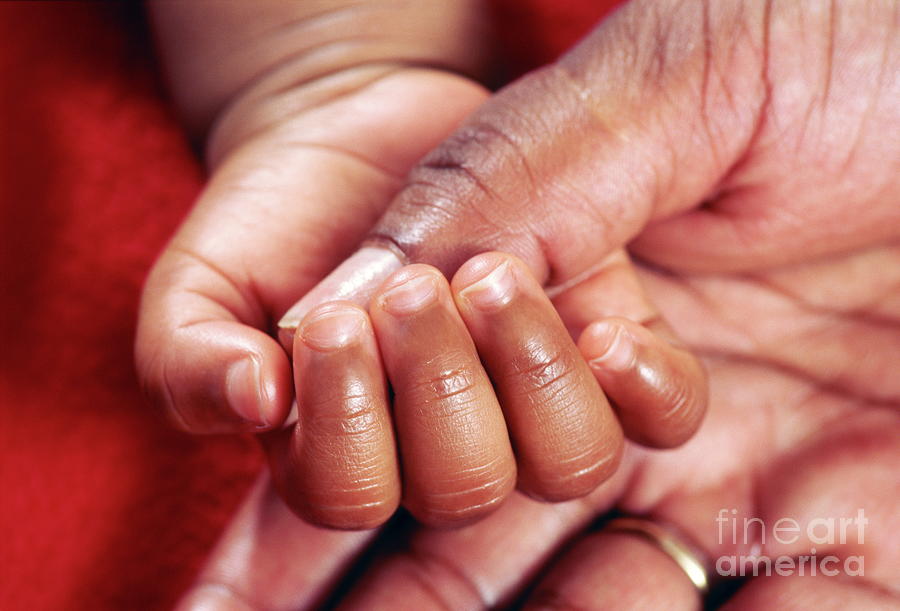 Babys Hand #2 Photograph by Paul Whitehill/science Photo Library