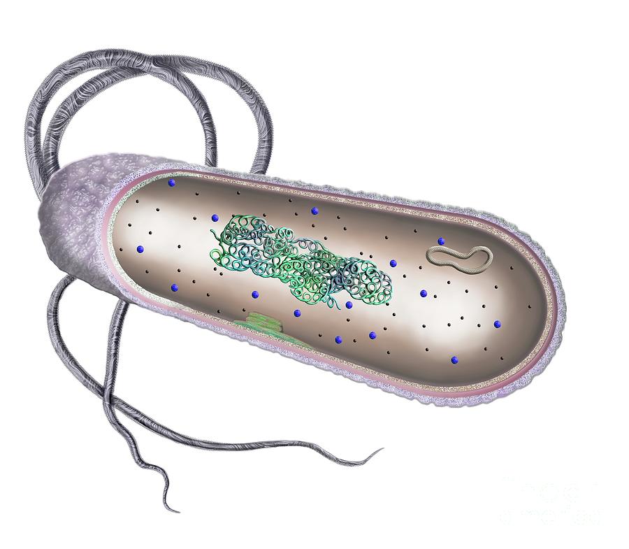 Bacterial Cell Photograph by Keith Chambers/science Photo Library ...