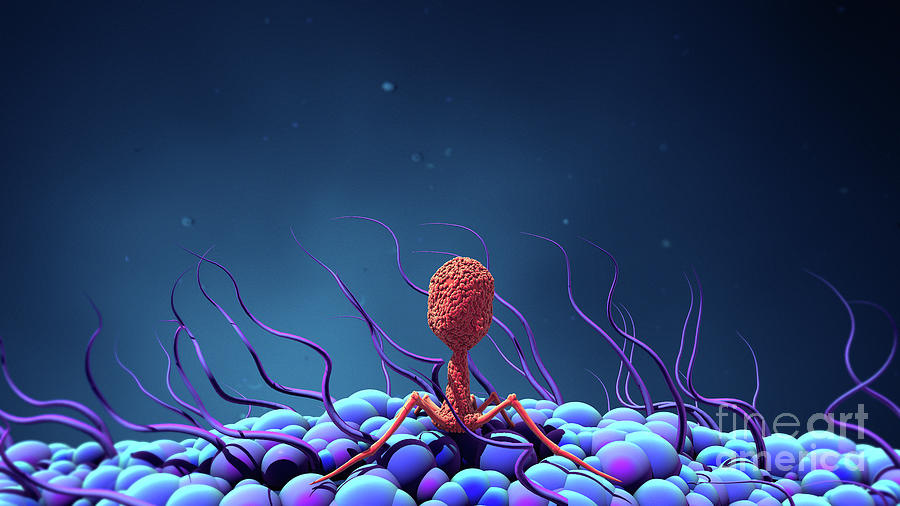 Bacteriophage Infecting Bacterium #2 Photograph by Design Cells/science Photo Library