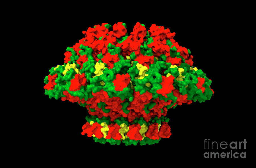 Bacteriophage T7 Portal Protein Photograph By Dr Victor Padilla Sanchez Phd Washington 4145