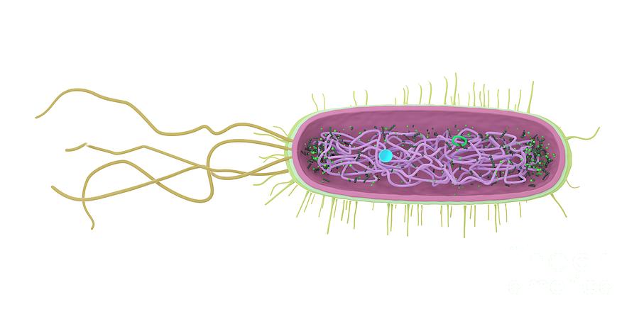 Bacterium Photograph by Sebastian Kaulitzki/science Photo Library ...