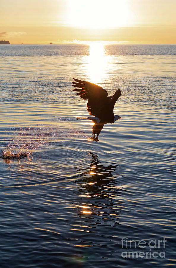Bald eagle at sunset #2 Photograph by Louise Heusinkveld