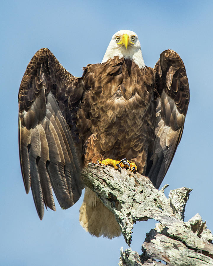 Bald Eagle #2 Photograph by Clay Coleman/science Photo Library