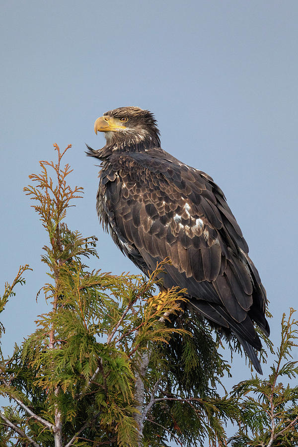 Bald Eagle, Haliaeetus Leucocephalus #2 Photograph by James Zipp
