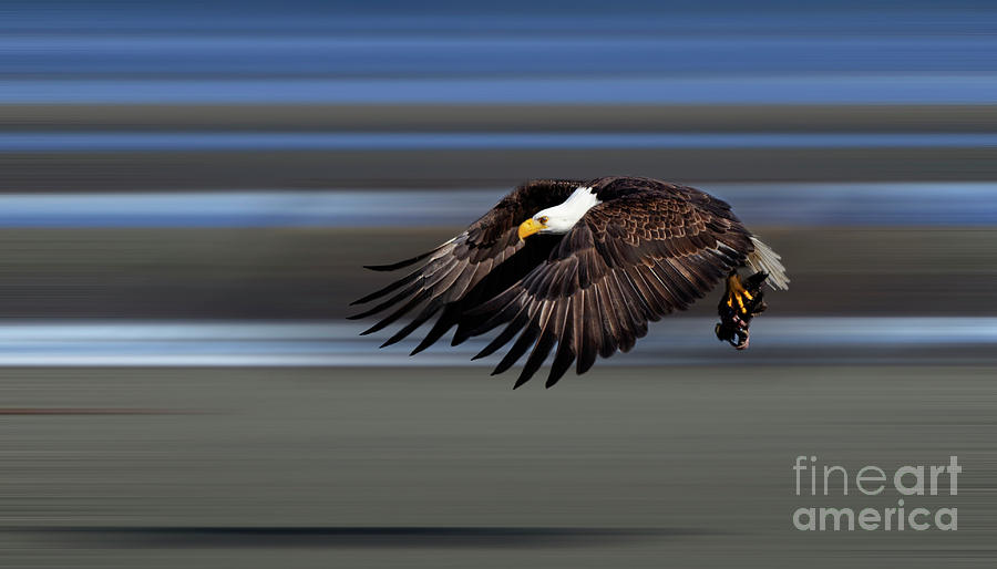 Bald Eagle In Flight #3 Photograph by Bob Christopher