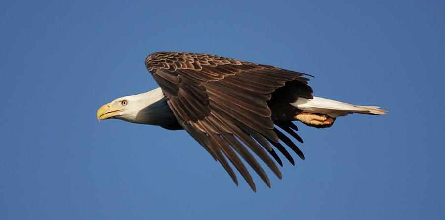 Bald eagle in Flight #2 Photograph by Jack Nevitt