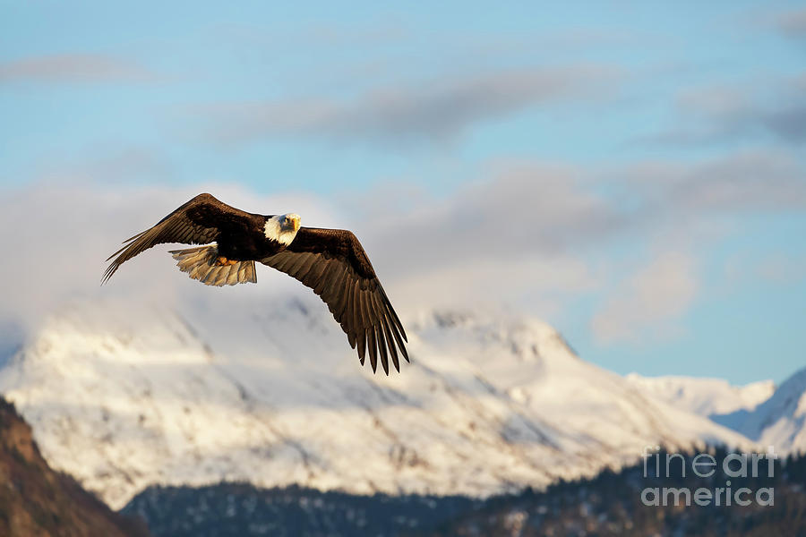 Bald eagle in flight #2 Photograph by Louise Heusinkveld