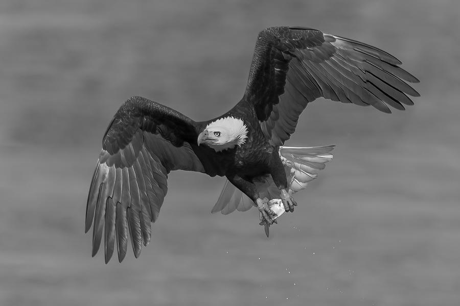 Eagle Photograph - Bald Eagle #2 by James Bian