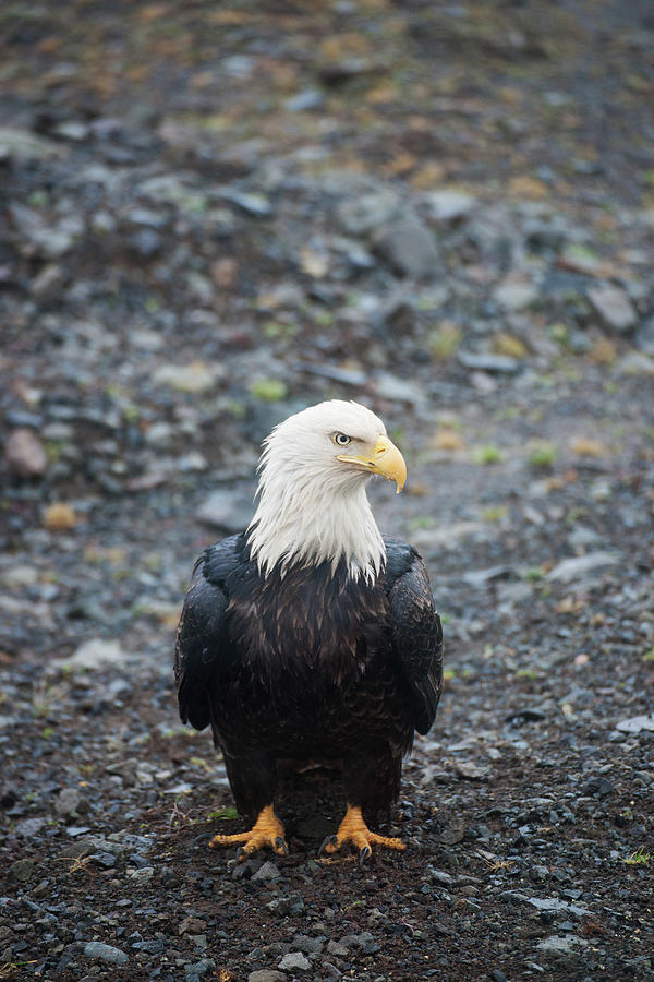 Bald Photograph - Bald Eagle Sand Point, Alaska by Robert Braley Bald Photograph - Bald Eagle Sand Point, Alaska by Robert Braley