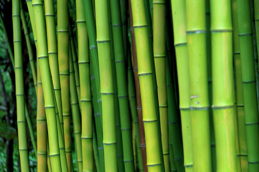 Bamboo #2 Photograph by Enjoynz