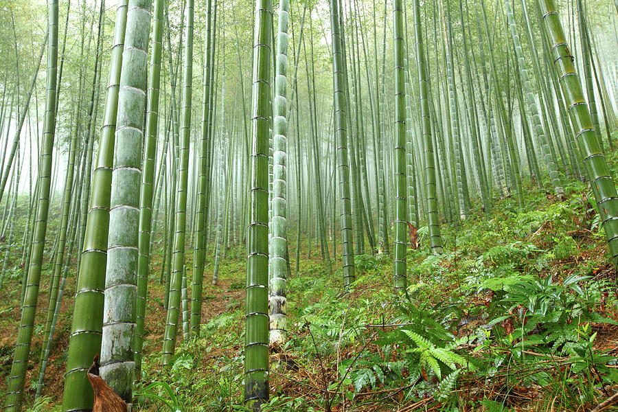 Bamboo Forest #2 Photograph by Bihaibo