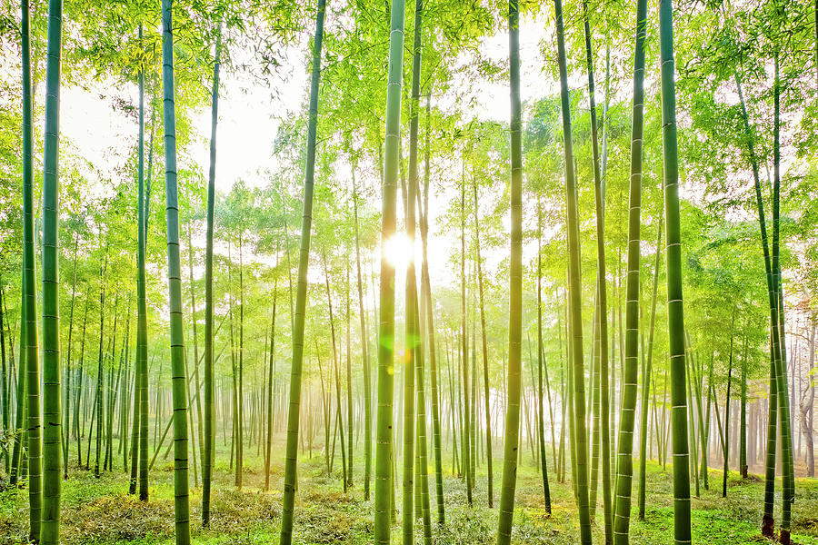 Bamboo Forest #2 Photograph by Chinaface
