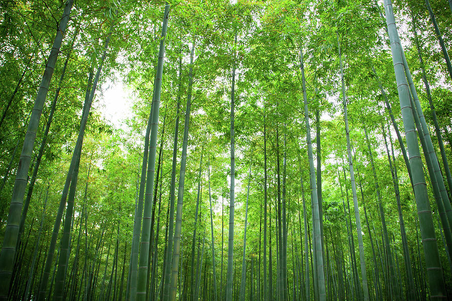Bamboo Forest #2 Photograph by Hudiemm