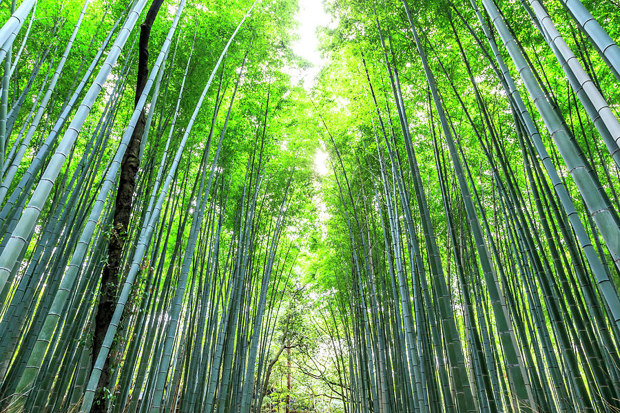 Bamboo Forest Digital Art by Maurizio Rellini - Fine Art America