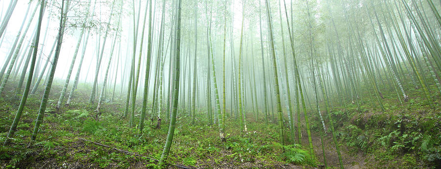 Bamboo Grove #2 Photograph by Bihaibo