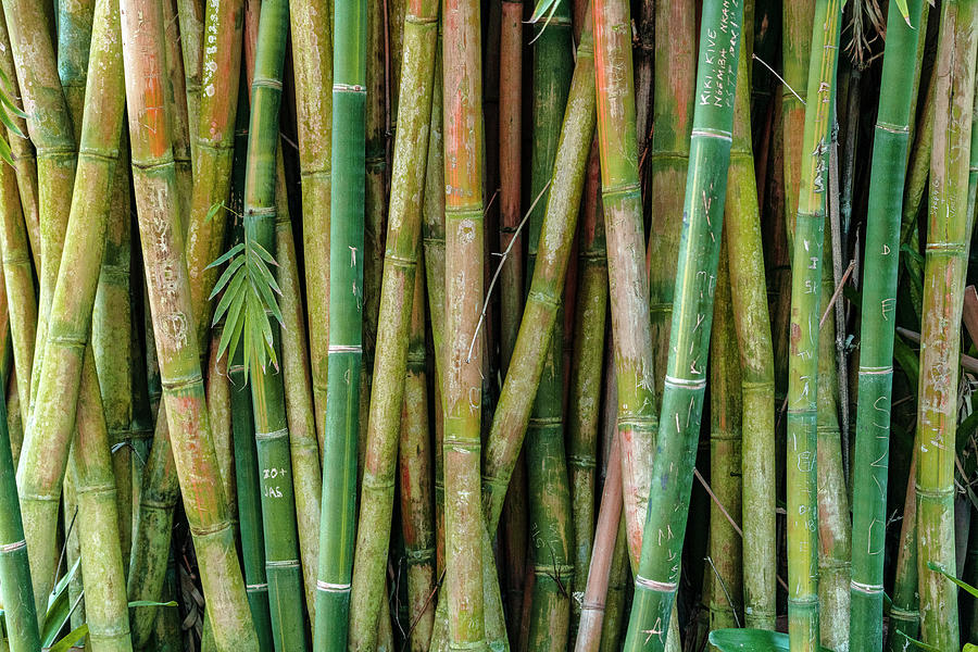 Bamboo #2 Digital Art by Laura Zeid