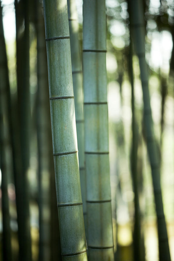 Bamboo #2 Photograph by Ooyoo