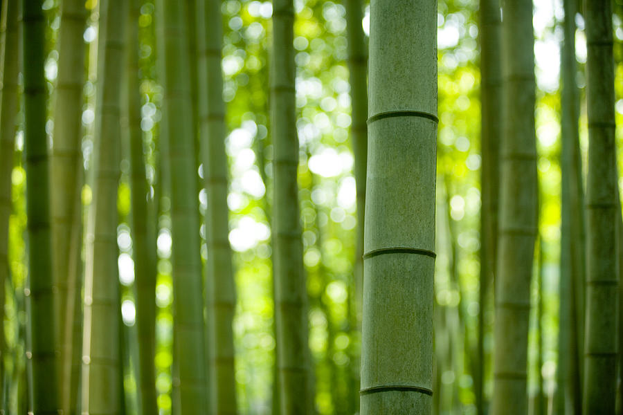 Bamboo Trees #2 by Ooyoo