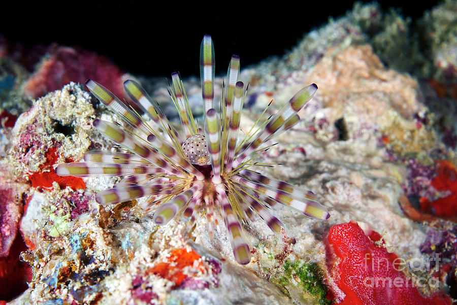 Banded Sea Urchin #2 Photograph by Alexander Semenov/science Photo Library