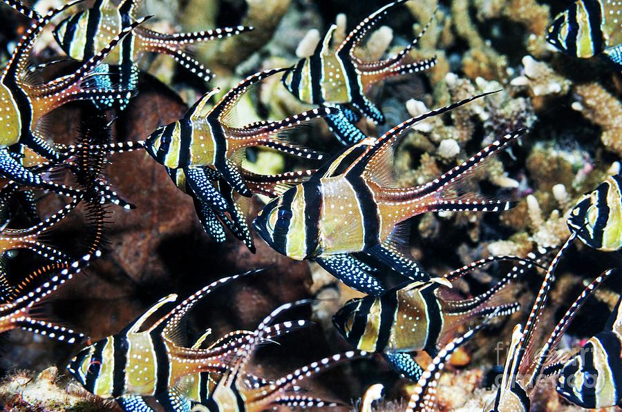 Banggai Cardinalfish Photograph - Banggai Cardinalfish by Georgette Douwma/science Photo Library Banggai Cardinalfish Photograph - Banggai Cardinalfish by Georgette Douwma/science Photo Library