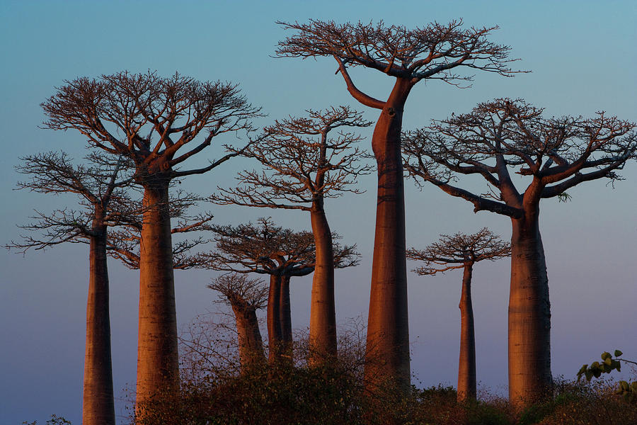 Baobab Trees, Madagascar Photograph by Mint Images - Art Wolfe