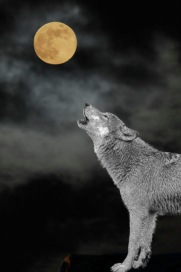 Bark at the moon - paintography #2 Photograph by Dan Friend