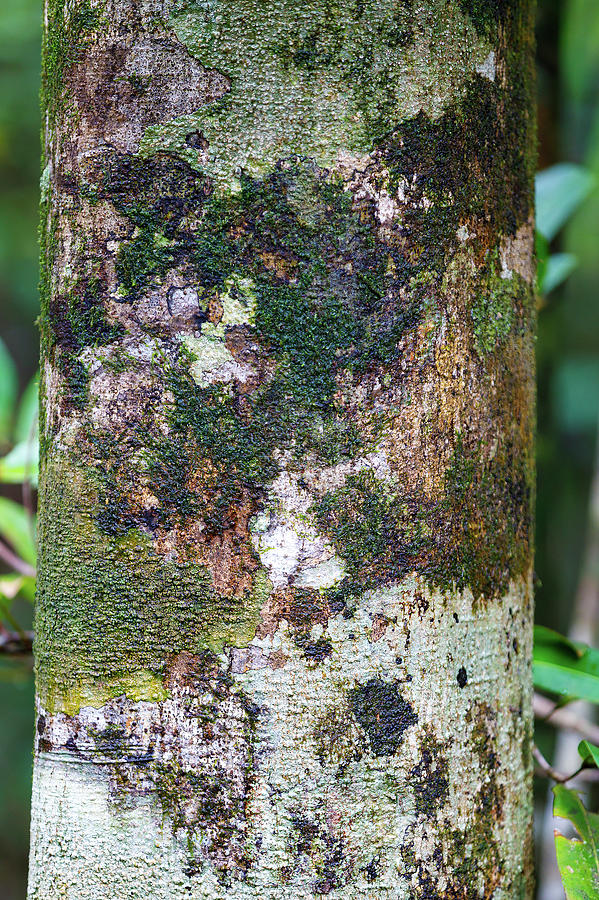 Bark Texture, Pattern For Background Or Backdrop Photograph by Artush ...