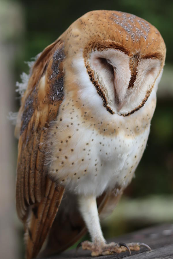 Barn Owl Photograph - Barn Owl #2 by Paul Comish