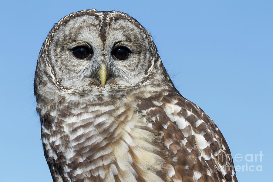 Barred Owl 2 #2 Photograph by Chris Scroggins