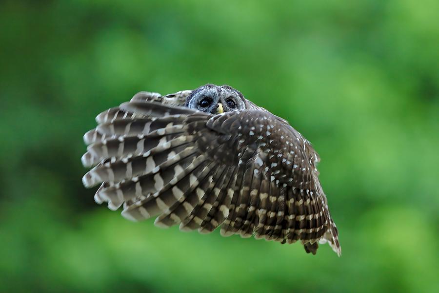 Barred Owl #2 Photograph by Gavin Lam