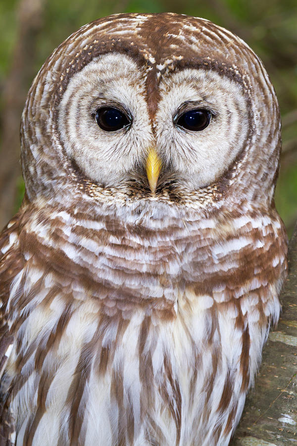 Barred Owl #2 Photograph by Ivan Kuzmin