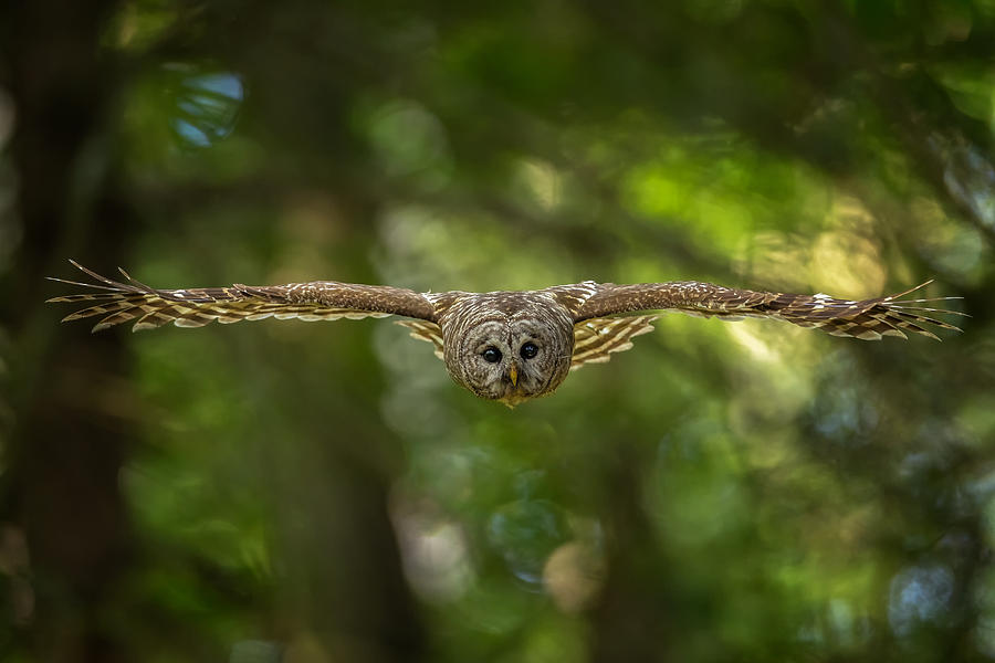 Barred Owl #2 Photograph by Max Wang