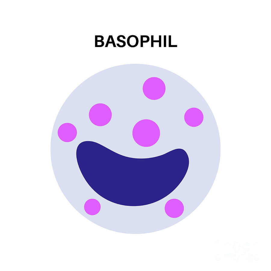 Basophil #2 Photograph by Pikovit / Science Photo Library