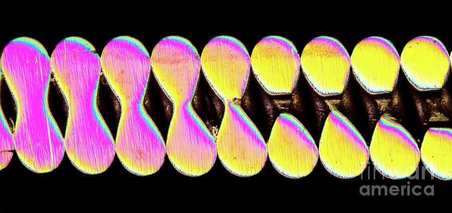 Bass Guitar String #2 Photograph by Gerd Guenther/science Photo Library