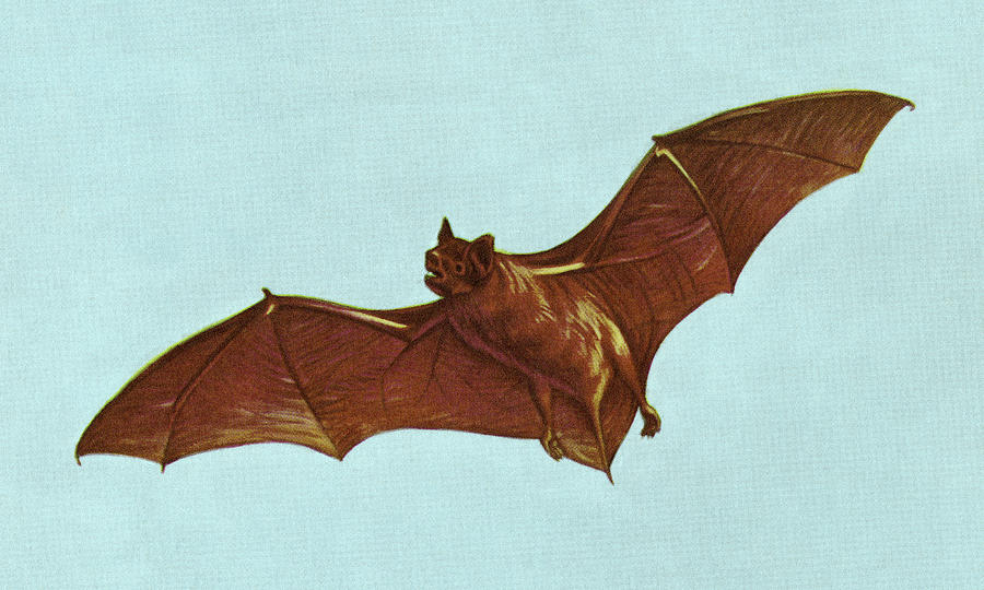 Vintage Drawing - Bat Flying #2 by CSA Images