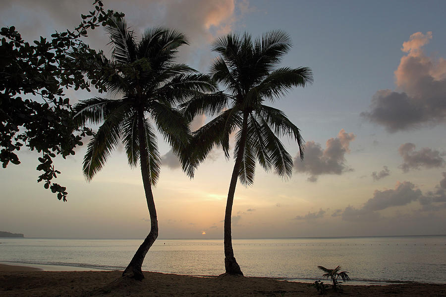 Beach With Palm Trees #2 Digital Art by Heeb Photos