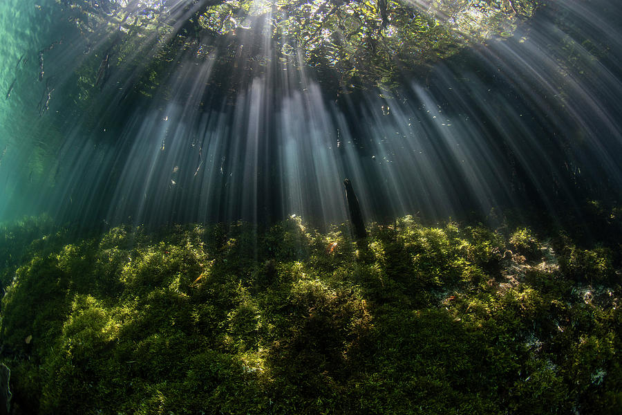 Beams Of Sunlight Descend Photograph by Ethan Daniels - Fine Art America