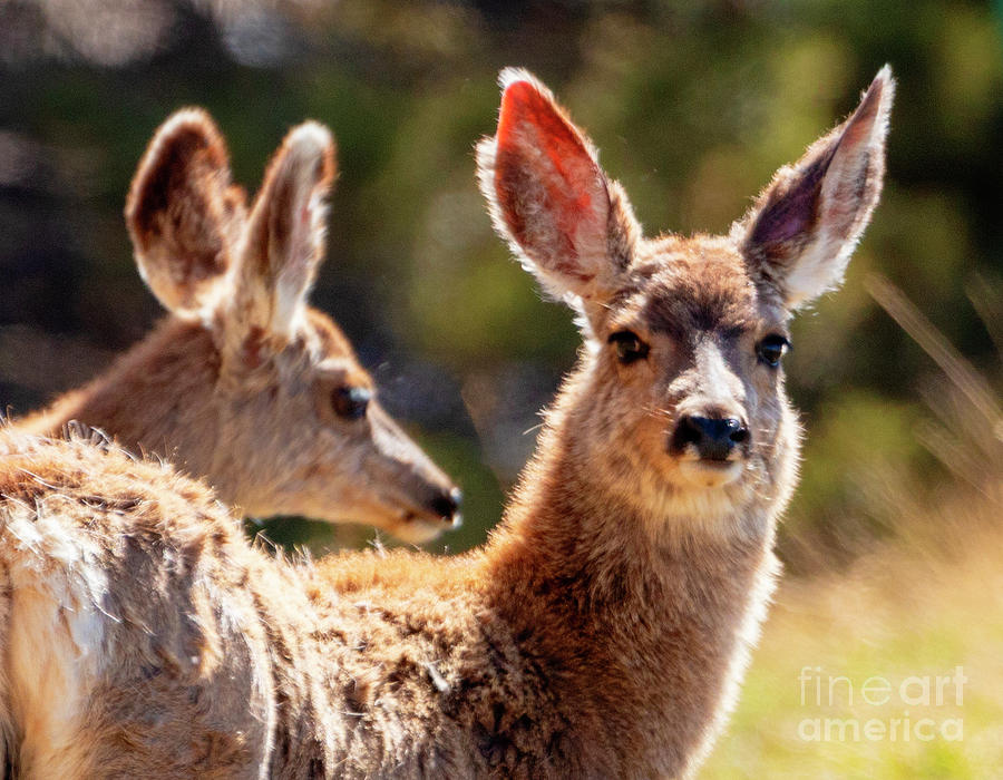 Beautiful Herd Of Mule Deer Photograph