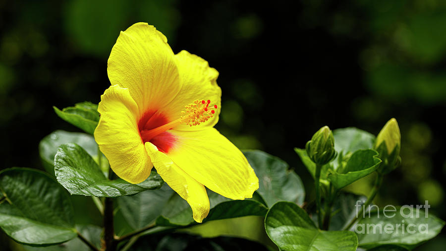Beautiful Hibiscus #2 Photograph by Raul Rodriguez