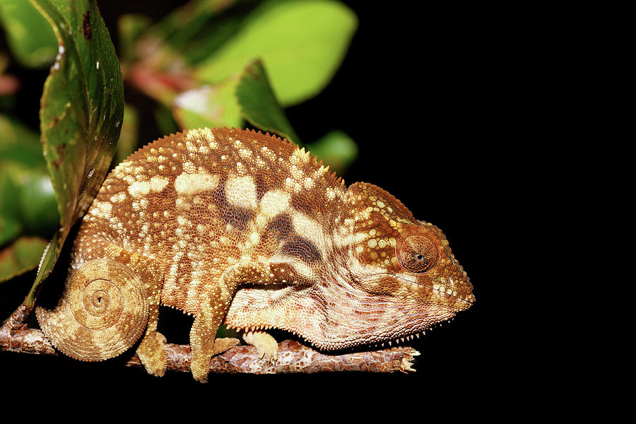 beautiful panther chameleon, Madagascar Photograph by Artush Foto ...