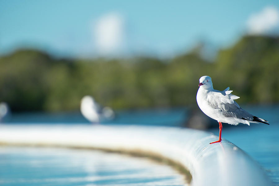 Beautiful Seagull by Rob D Imagery Beautiful Seagull by Rob D Imagery